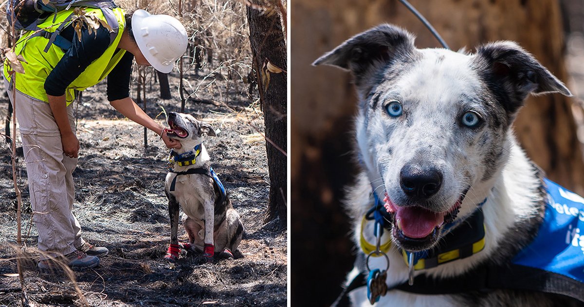 dsfsdfdsf.jpg?resize=1200,630 - Meet The Hero Dog Who Helps Find Koalas That Have Survived Australia’s Bushfires