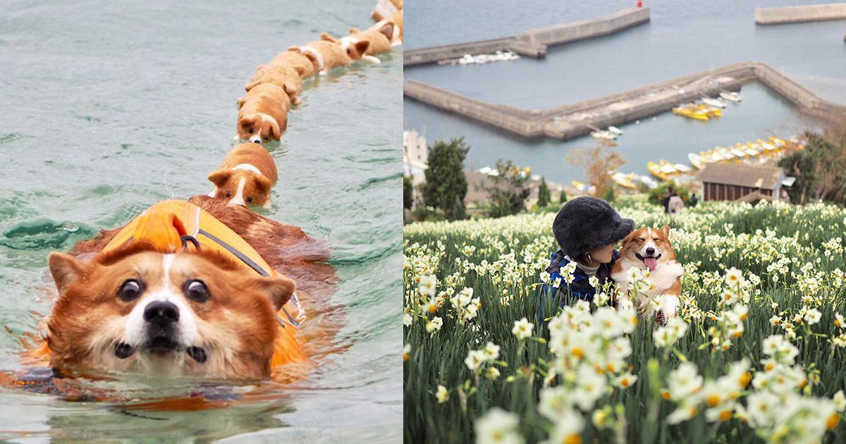 dsfsdfdsfdsfsddfs.jpg?resize=412,275 - Meet Instagram celebrity Corgi who has more than 50K followers