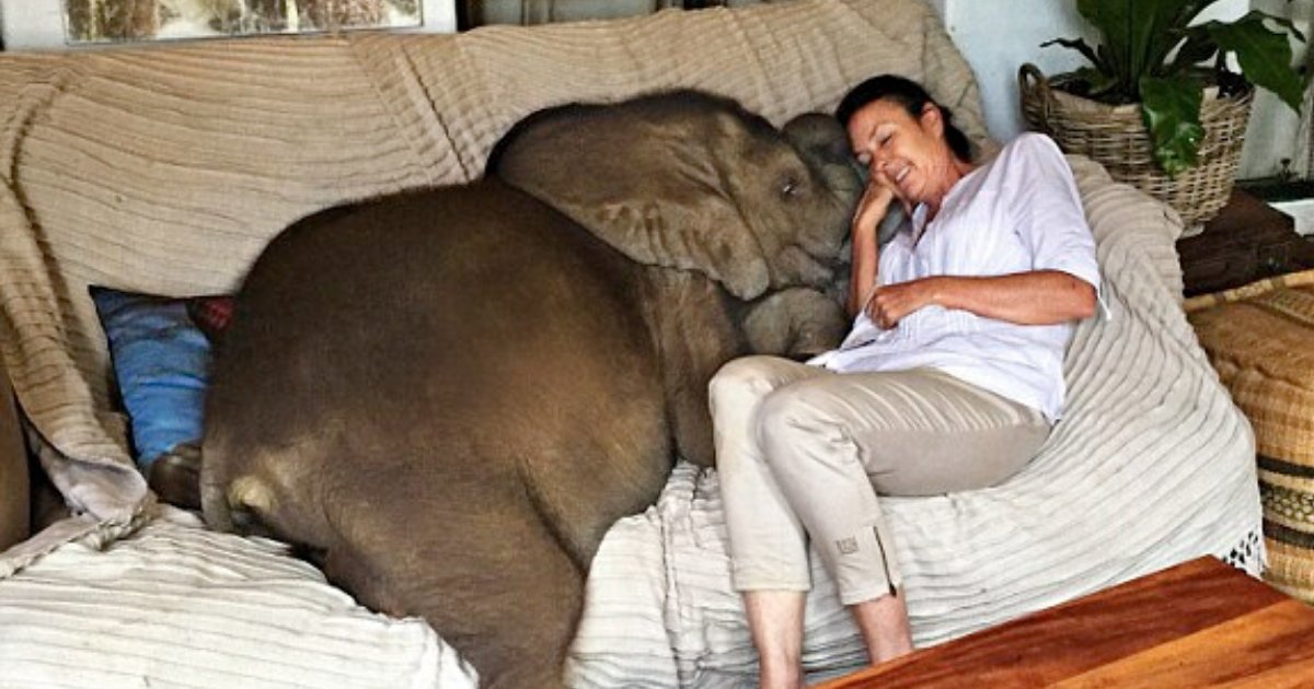 elephant5.png?resize=1200,630 - Woman Shared Why Baby Elephant Loves Her So Much That He Follows Her Everywhere