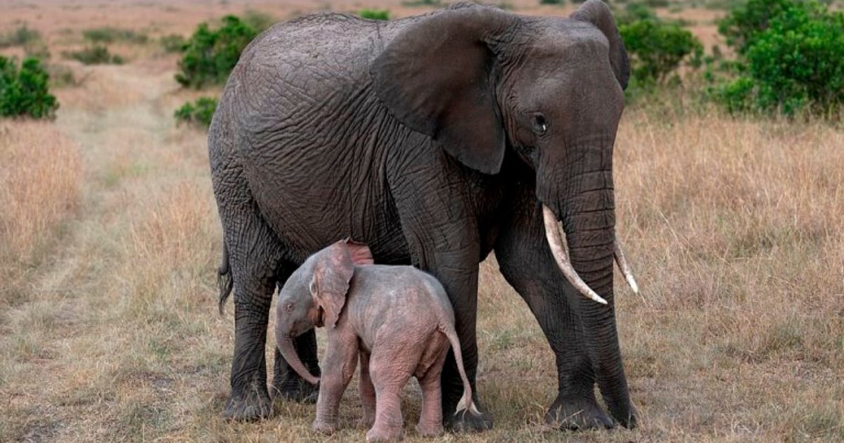 elephant6.png?resize=1200,630 - Baby Pink Elephant Thrives In The Wild Despite Problems Caused By Skin Pigmentation