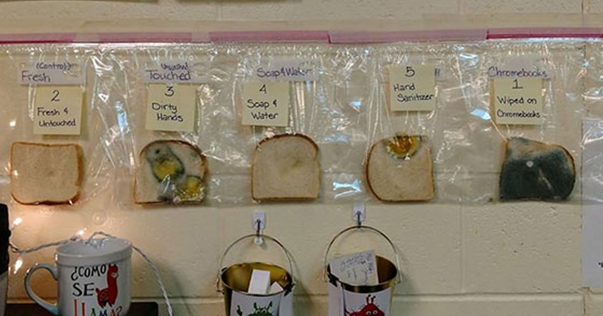 experiment with white bread.jpg?resize=1200,630 - Students' Germ Test Experiment Teaches the Importance of Washing Hands