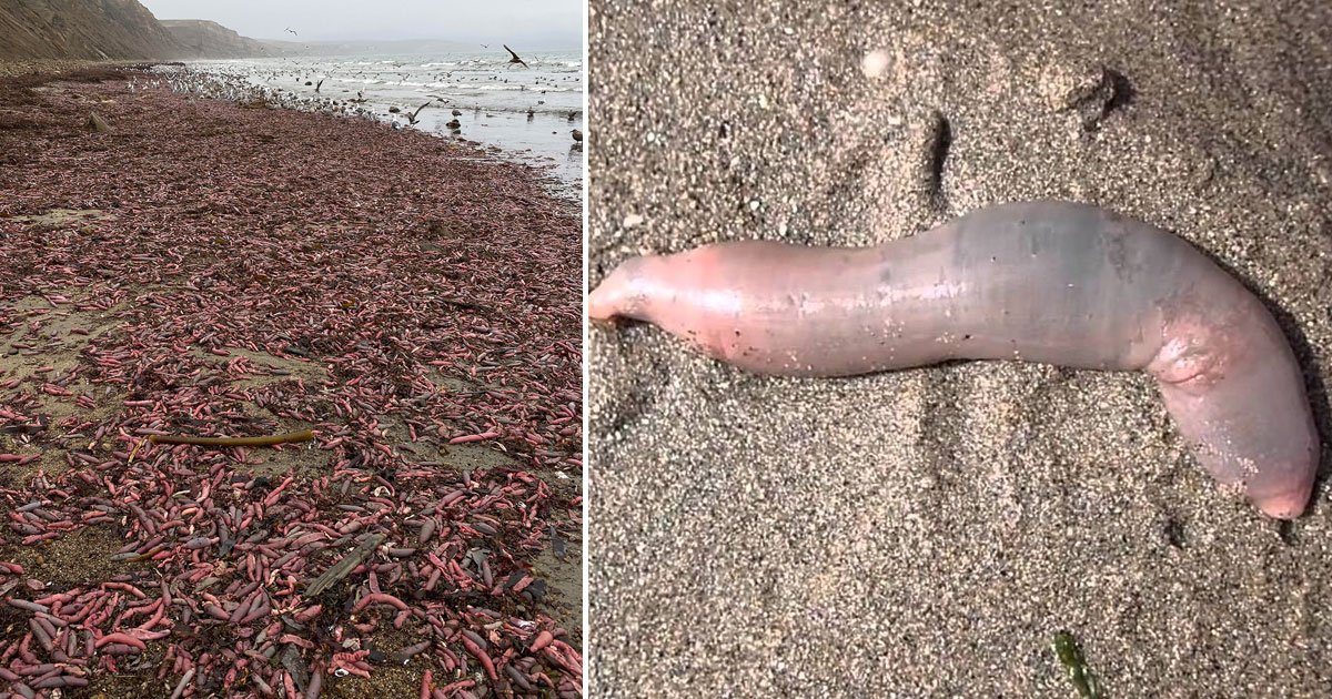 fat innkeeper worms.jpg?resize=412,232 - Des milliers de pénis de mer se sont échoués sur une plage californienne après une tempête