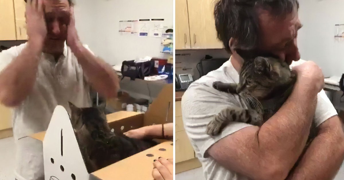 fffasf.jpg?resize=412,275 - 19-Year-Old Cat Went Missing Reunited With the Owner After 7 Years