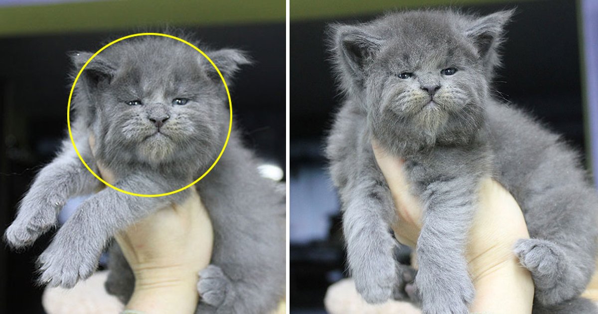 fsdfdsf.jpg?resize=412,275 - An Entire Litter Of Maine Coon Kittens Were Born With 'Grumpy' Faces And They're Adorable