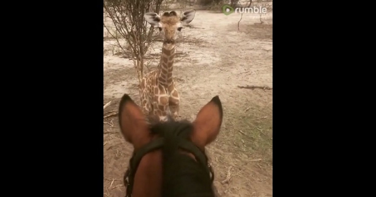 g3 2.jpg?resize=1200,630 - A Horse And A Baby Giraffe Became Instant Friends