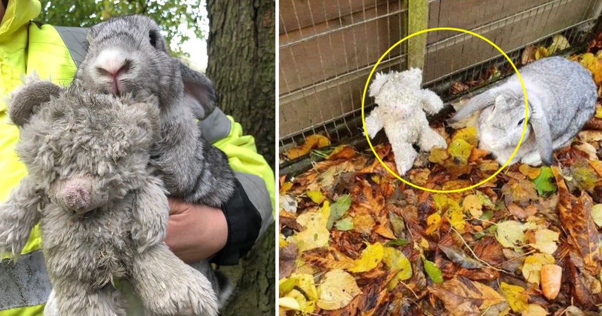 ggsgddsgsdg.jpg?resize=412,275 - Scared Rabbit Abandoned In Box Clings To His Favorite Teddy Bear