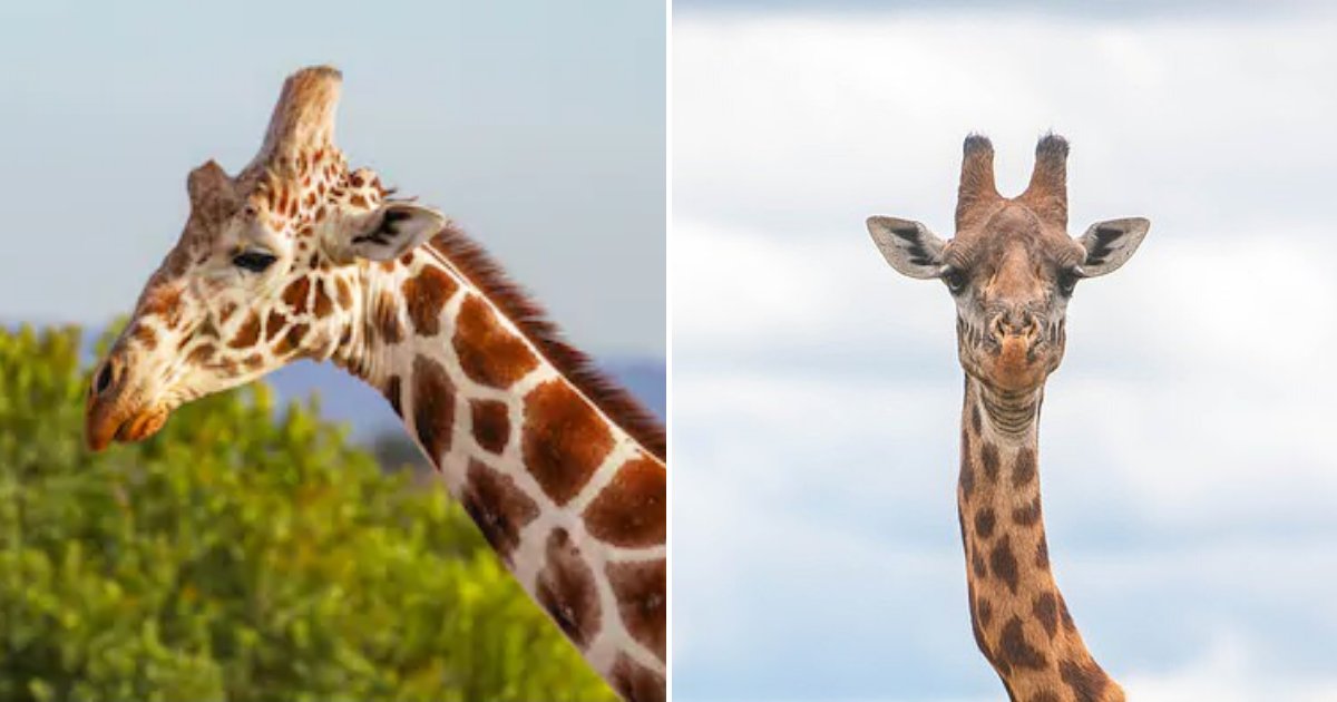 giraffe6.png?resize=1200,630 - Giraffe Appears To Accept His Wonkey Neck After An Injury Or Condition Left Him Out Of Shape