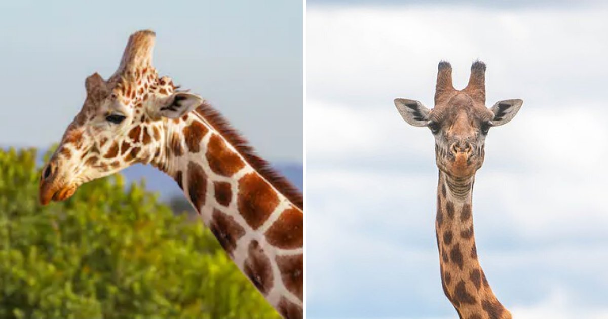 giraffe6.png?resize=412,275 - Giraffe Appears To Accept His Wonkey Neck After An Injury Or Condition Left Him Out Of Shape