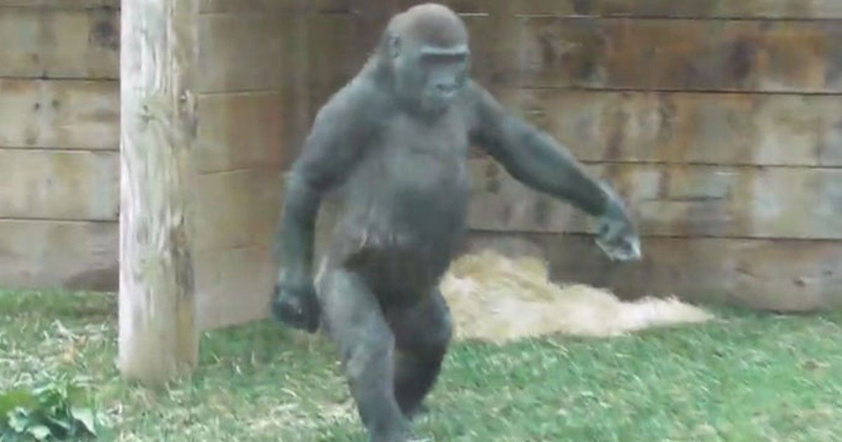 gorilla human walk.jpg?resize=1200,630 - Vidéo hilarante d'un gorille marchant comme un humain pour aller chercher sa salade