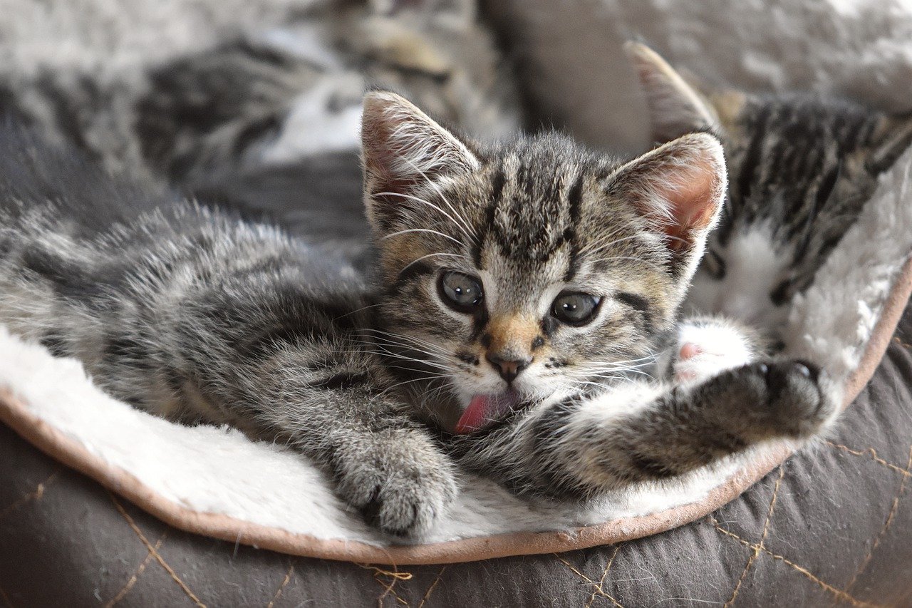 helgaka pixabay.jpg?resize=412,275 - Un vaccin contre l'allergie aux chats a été inventé