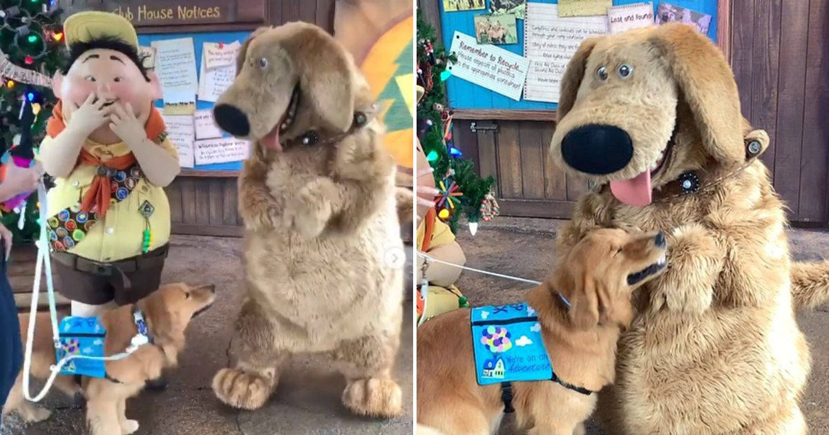 henry5.png?resize=412,232 - Golden Retriever Had Adorable Encounter With Dug From Up At Disney World