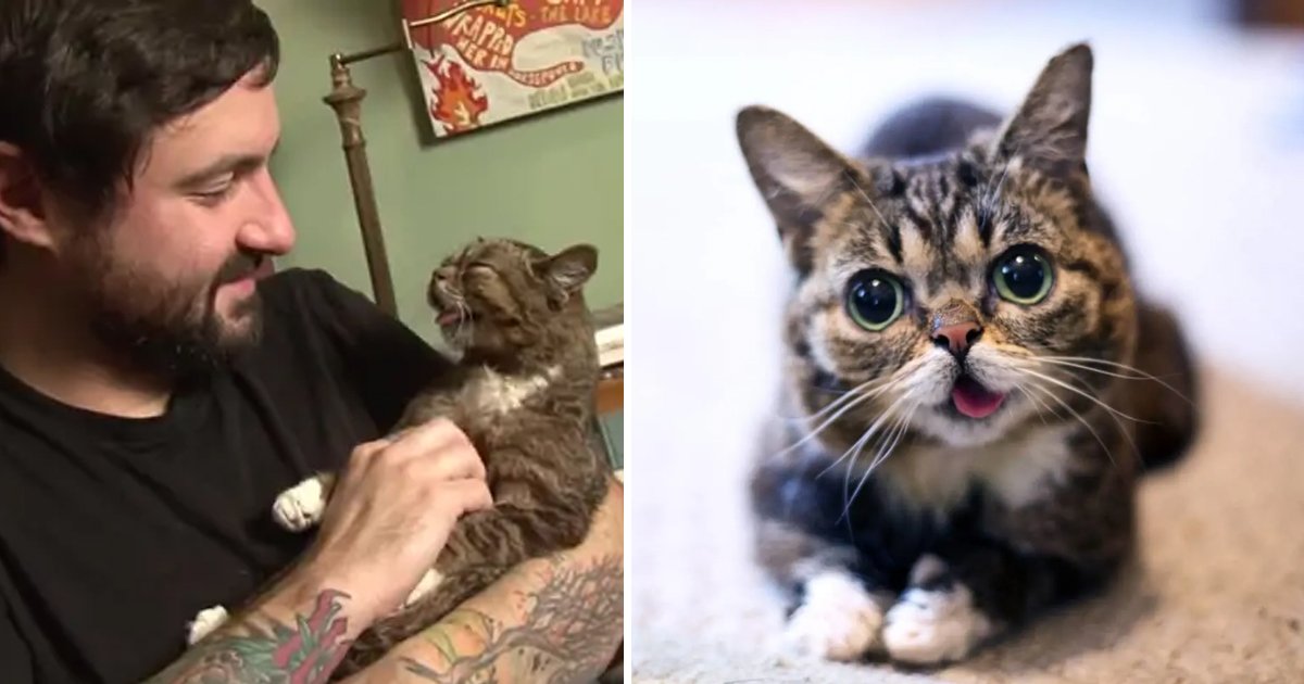 hhsfdsfdsf.jpg?resize=412,232 - Special Cat, Bub, Has Changed Mike’s Life And Is Mike’s Ideal Now