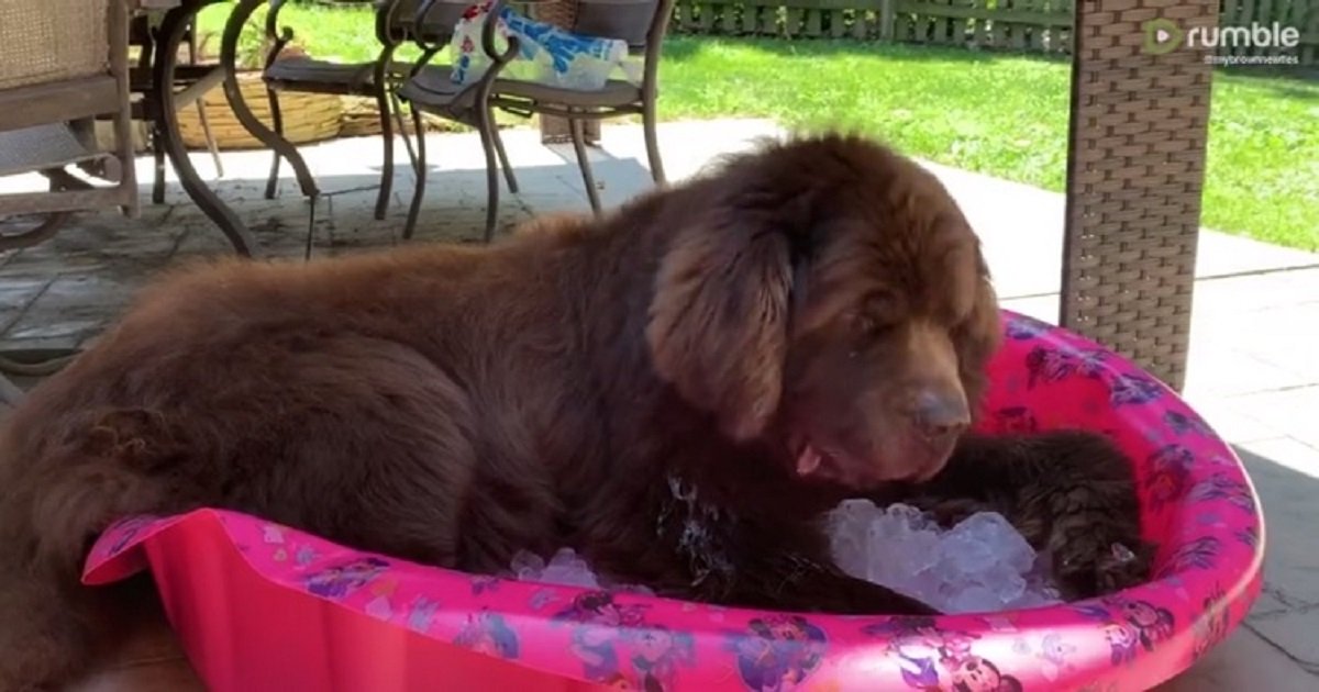 i3 1.jpg?resize=1200,630 - An Adorable Dog Hung Out In An Ice-Filled Plastic Pool