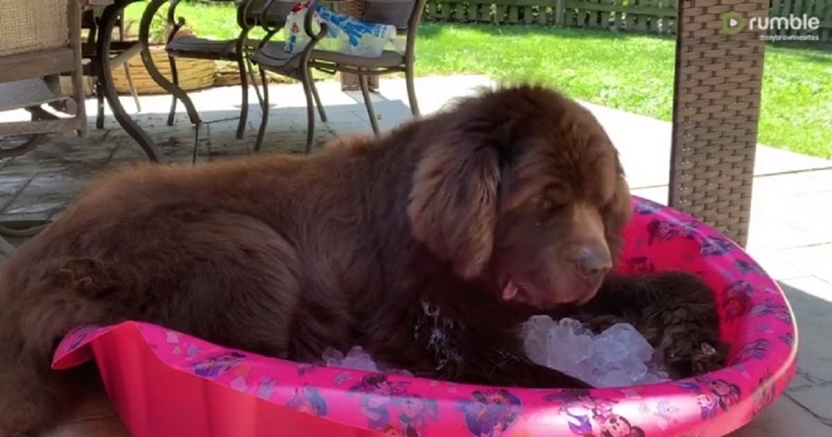 i3 1.jpg?resize=412,275 - An Adorable Dog Hung Out In An Ice-Filled Plastic Pool