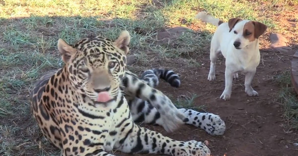 jaguar and dog friends.jpg?resize=412,232 - This Dog And Jaguar Are Inseparable Ever Since They Met