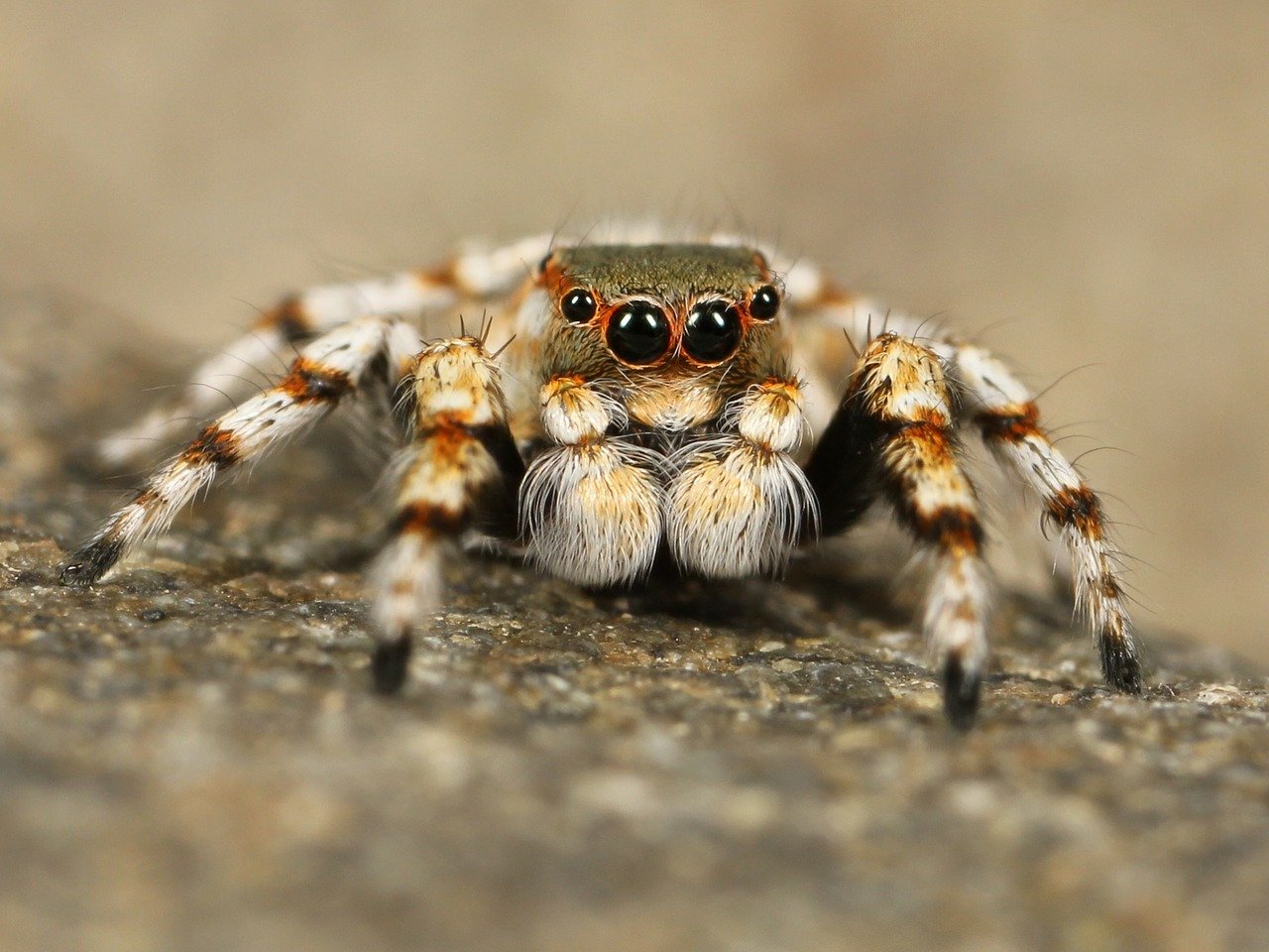 jumping spider 111075 1280.jpg?resize=412,275 - Arachnophobie: si vous avez peur des araignées ces images vont vous terroriser