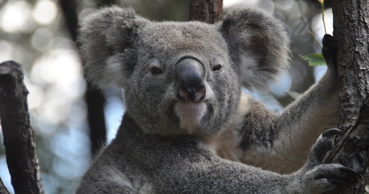 koala 843306 19201.jpg?resize=1200,630 - Incendies en Australie : un tiers des koalas pourraient avoir été tués en Nouvelle-Galles du Sud