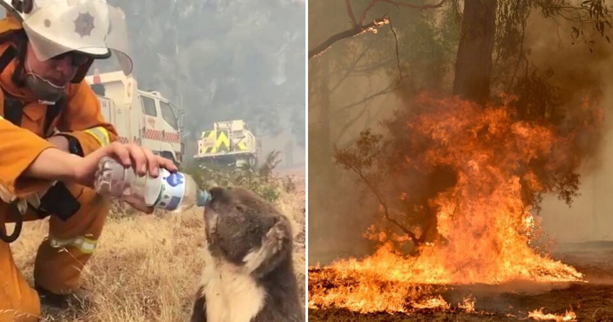 koala7.png?resize=412,275 - Heartbreaking Photos Of A Koala And A Firefighter Helplessly Watching On As Bushfire Destroyed Their Home