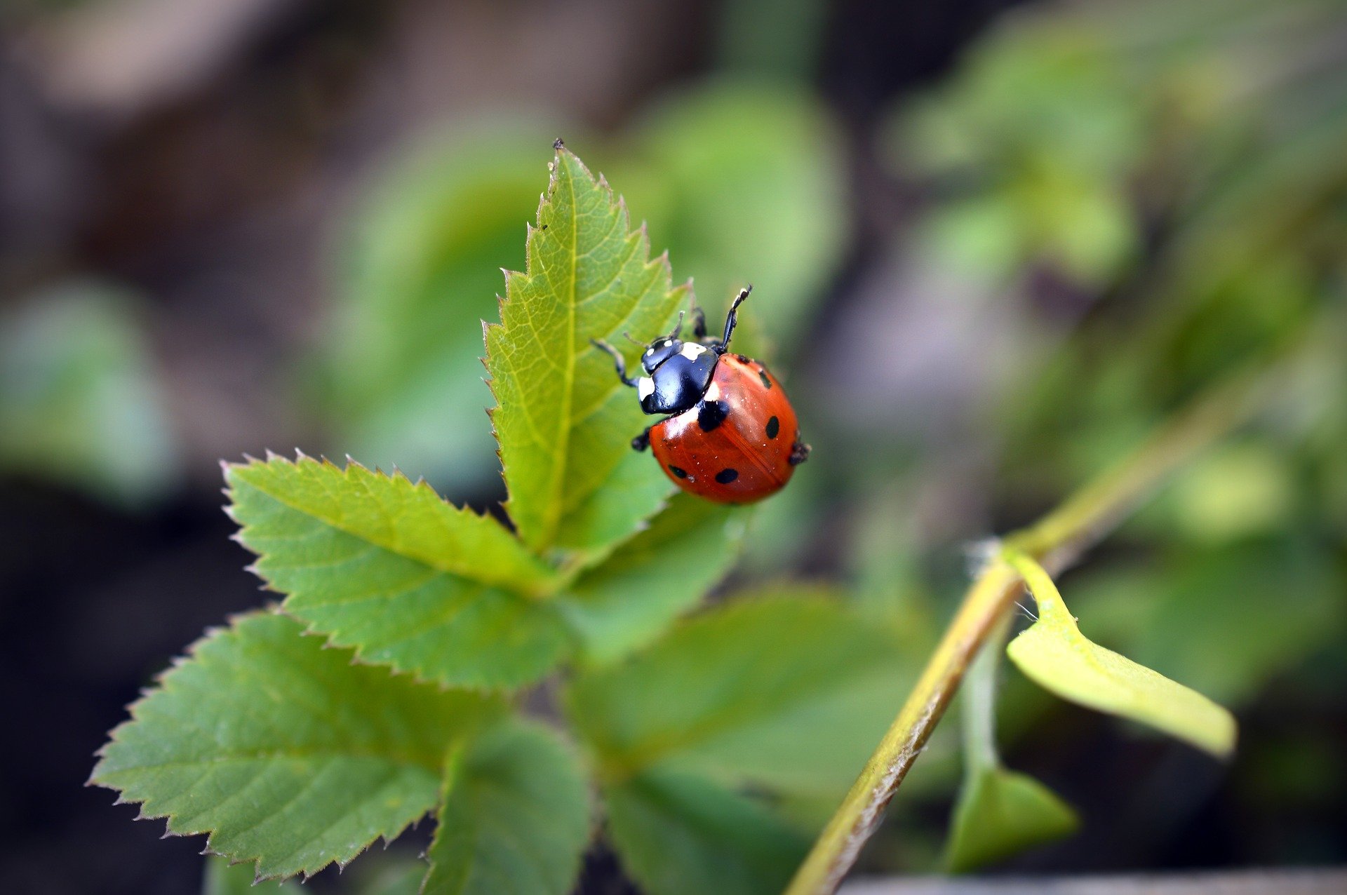 ladybug 4093501 1920.jpg?resize=1200,630 - Environnement : et si on remplaçait les pesticides par la lutte biologique