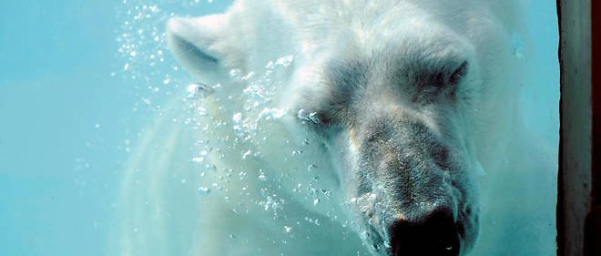 le point.jpg?resize=1200,630 - Le zoo d'Amnéville a des pratiques douteuses : Ils ont tronçonné le cadavre d'un ours polaire