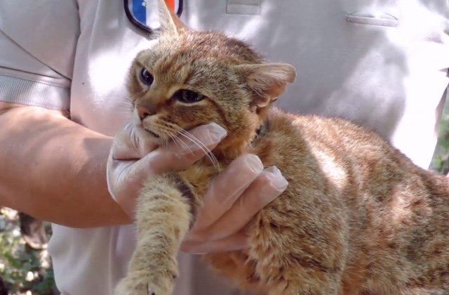 madmoizelle.jpg?resize=1200,630 - Découverte d'un rare chat-renard en Corse : son ADN est différent de celui des autres félins