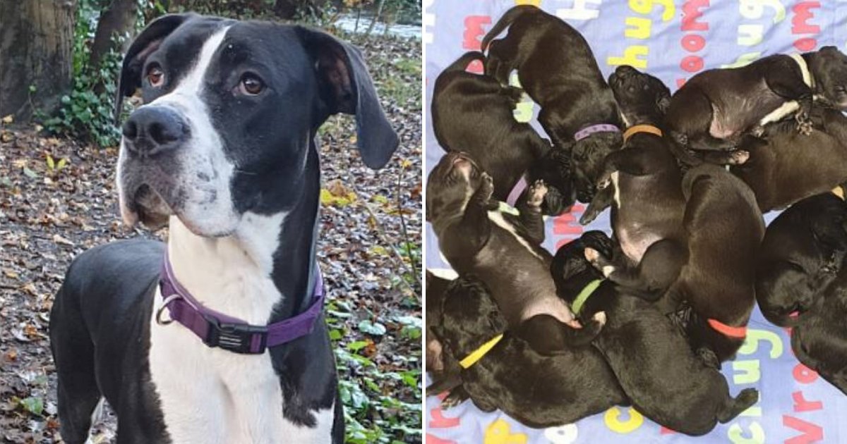 mj6.png?resize=1200,630 - Dog Mary Jane May Have Set A New World Record After Giving Birth Naturally To More Than 20 Puppies!