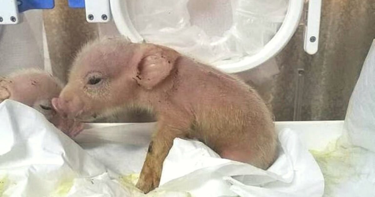 monkeypig.png?resize=412,275 - The World's First Monkey-Pig Hybrids Were Born In A Chinese Laboratory