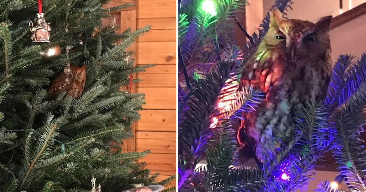 owl hiding christmas tree.jpg?resize=412,275 - Family Found An Owl In Their Christmas Tree Who Had Been Hiding There For Over A Week