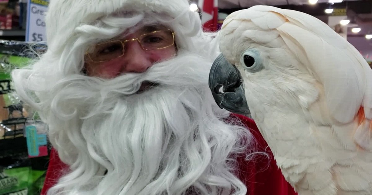 p3 1.jpg?resize=412,275 - Max The Moluccan Cockatoo Met Santa Claus In An Adorable Encounter