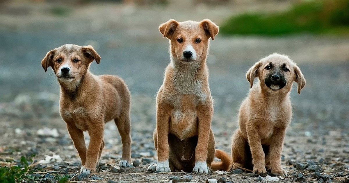 people are dumping their dogs during christmas holidays to avoid paying kennel fees.jpg?resize=412,275 - Les gens abandonnent leurs animaux de compagnie pour ne pas payer de frais de garde pendant les vacances