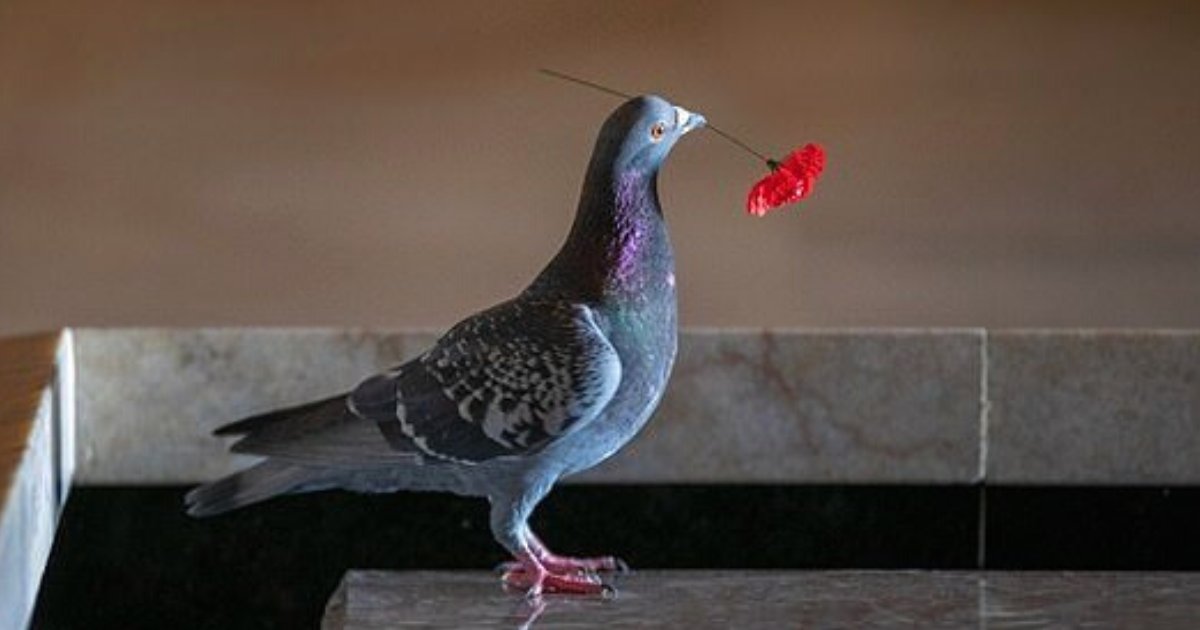 pigeon5.png?resize=412,275 - Pigeon Responsible For The Disappearance Of Poppies From War Memorial Has Welcomed A Baby Bird