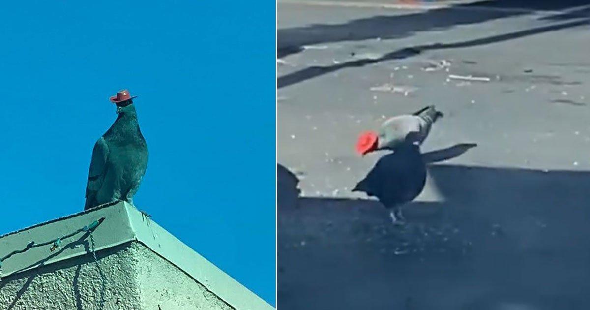 pigeons cowboy hats.jpg?resize=412,275 - Animal Rescue Organisation Searching For Pigeons Wearing Little Cowboy Hats