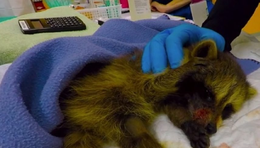 r3 e1576579765126.jpg?resize=412,232 - A Rescued Baby Raccoon Woke Up From Surgery In An Adorable Way