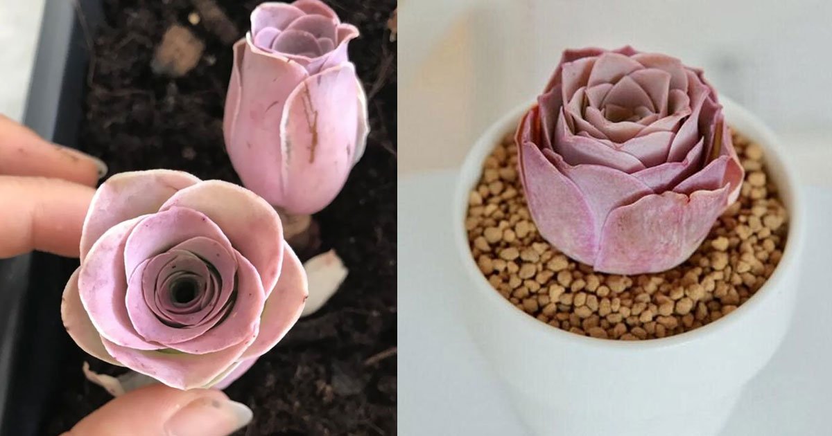 rare pink succulents that look just like roses.jpg?resize=1200,630 - Rare Pink Succulent Looked Just Like A Rose