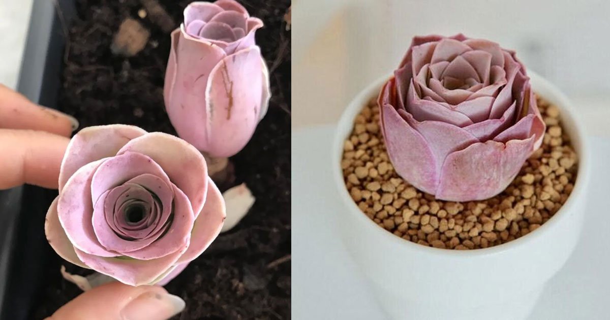 rare pink succulents that look just like roses.jpg?resize=412,232 - Rare Pink Succulent Looked Just Like A Rose