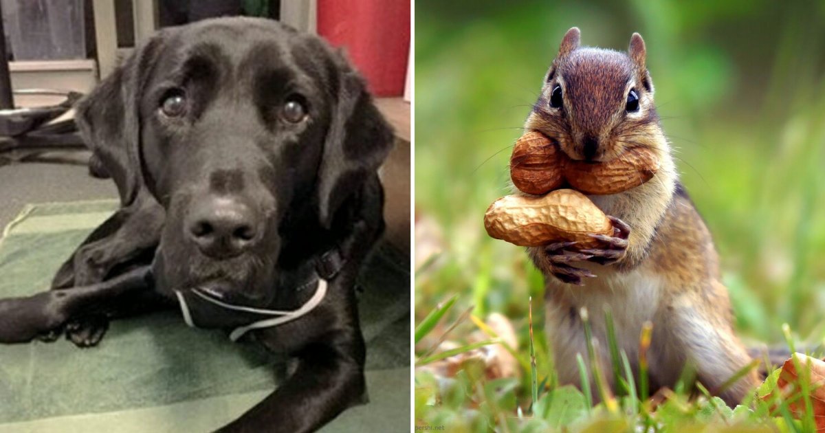 river3.png?resize=412,275 - Adorable Labrador Had Been Sacked From Guide Dog Training For Chasing Squirrels