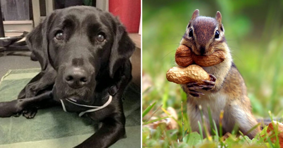 river3.png?resize=412,232 - Adorable Labrador Had Been Sacked From Guide Dog Training For Chasing Squirrels
