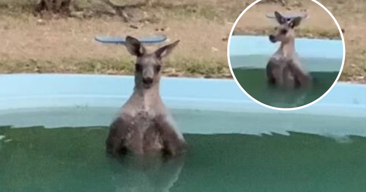 roo5.png?resize=1200,630 - Kangaroo Spotted Taking A Dip In A Pool To Get Away From Extreme Heat