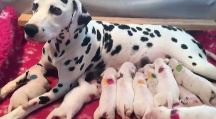 Une Dalmatienne A Donne Naissance A 18 Adorables Bebes Vonjour