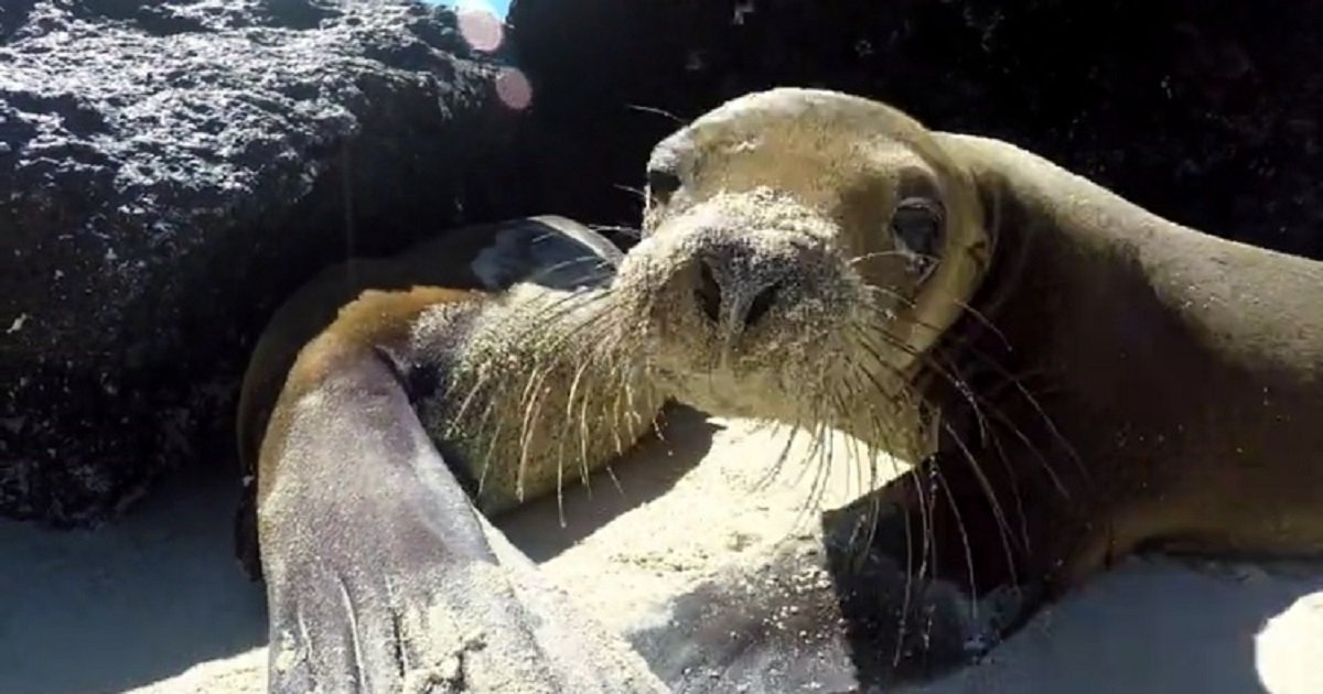 s3 8.jpg?resize=412,232 - A Sea Lion Pup Stopped What It Was Doing To Check Out The Camera
