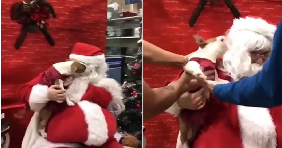 s4 1.jpg?resize=412,232 - A Dog Was Super Excited To Finally Meet Santa Claus
