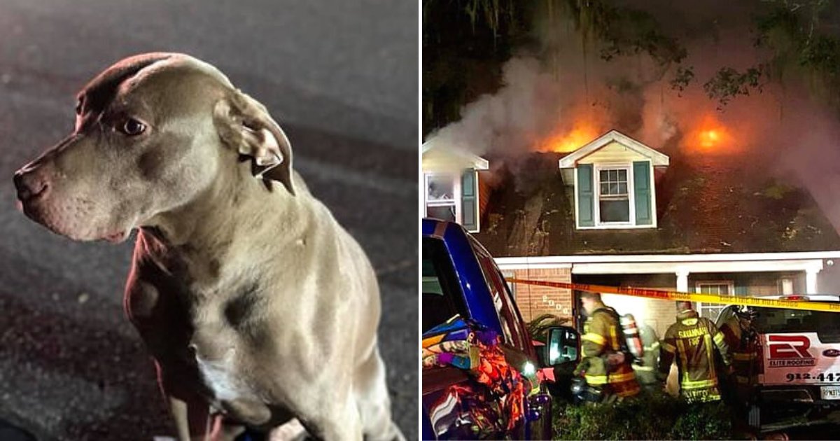 sammy4.png?resize=1200,630 - Hero Dog Saved His Family From A House Fire That Broke Out In The Middle Of The Night