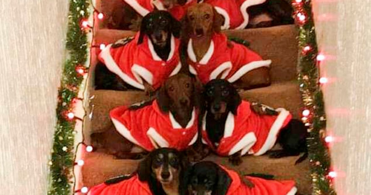 sausages5.png?resize=1200,630 - Dog Owner Lined Up His 17 Dachshunds In Festive Jumpers To Pose For Holiday Photos