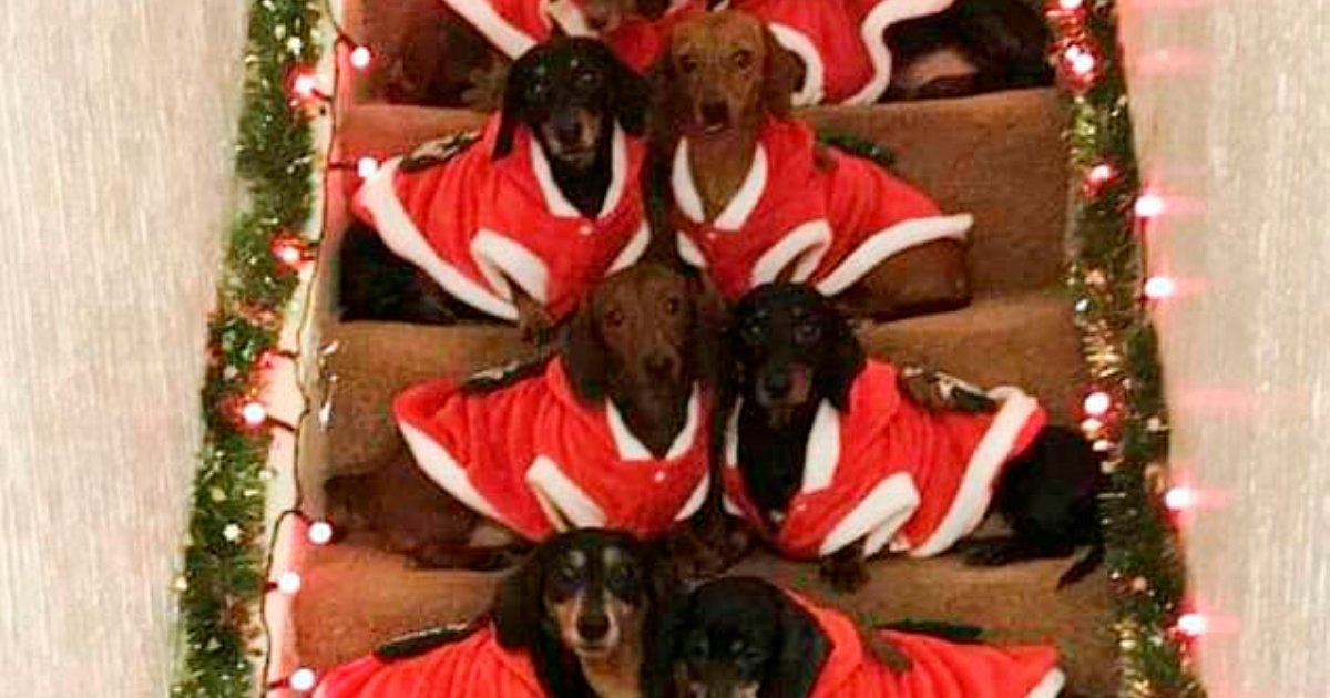 sausages5.png?resize=412,275 - Dog Owner Lined Up His 17 Dachshunds In Festive Jumpers To Pose For Holiday Photos