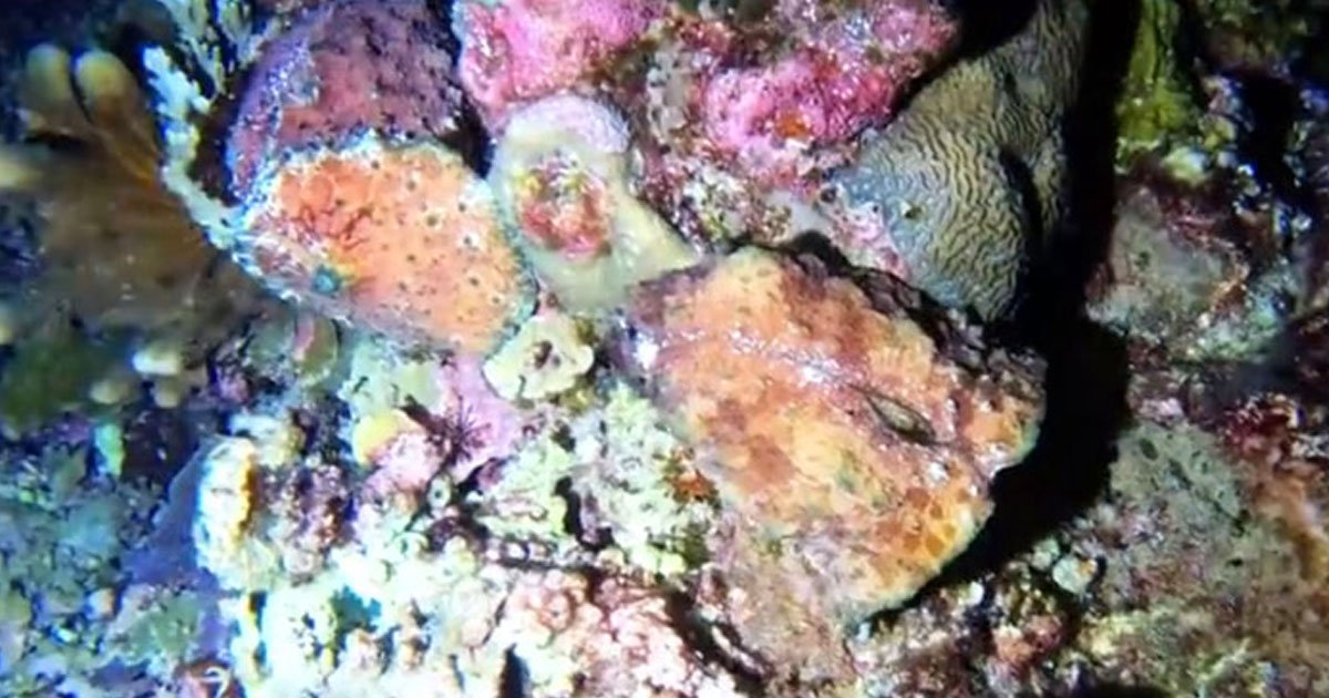 sea hares.jpg?resize=412,275 - Sea Hares: The Most Unusual Creatures In The Pacific Ocean