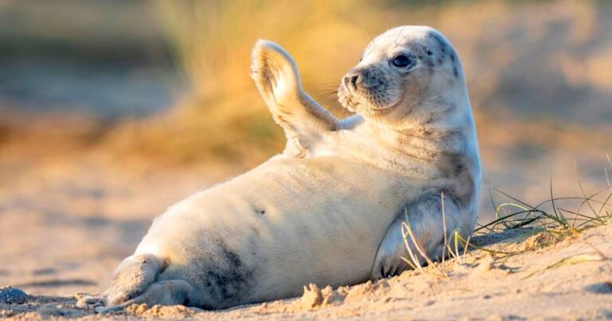 seal4 1.png?resize=412,232 - Photographer Captured A Happy Seal Pup Waving At The Camera