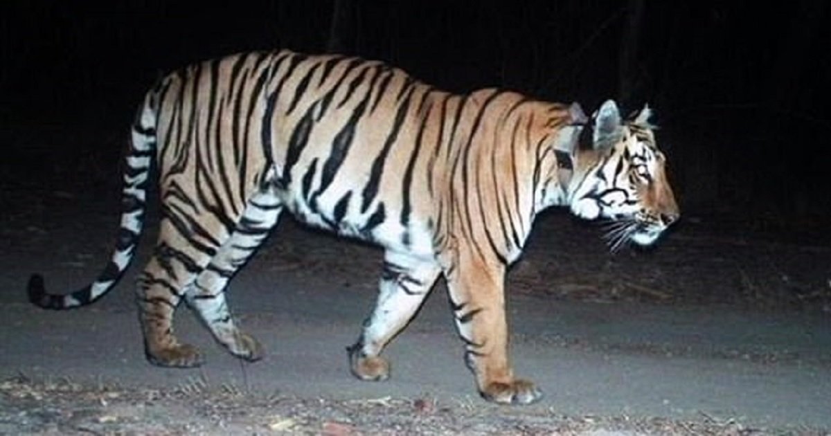 t3 2.jpg?resize=1200,630 - Les gens sont captivés par ce tigre qui a parcouru 1300 kilomètres pour se trouver un partenaire