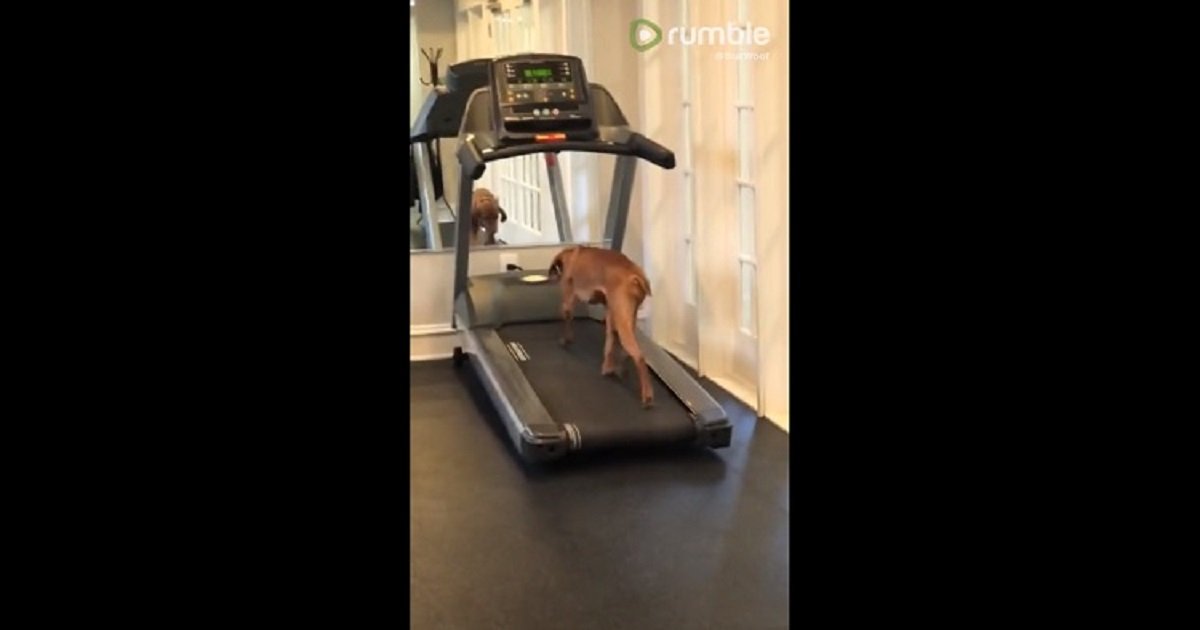 t3 6.jpg?resize=1200,630 - A Good Doggy Showed That He's Getting Enough Exercise By Running On The Treadmill