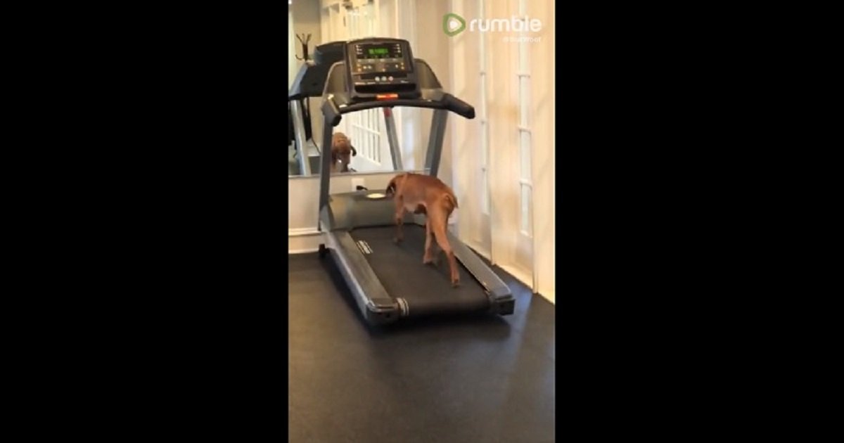 t3 6.jpg?resize=412,275 - A Good Doggy Showed That He's Getting Enough Exercise By Running On The Treadmill