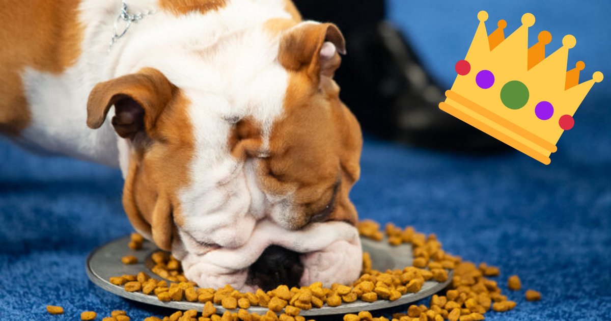 thor4.png?resize=412,275 - Meet The Bulldog Who Won The Best In Show Award, Beating Out More Than 2,000 Dogs!